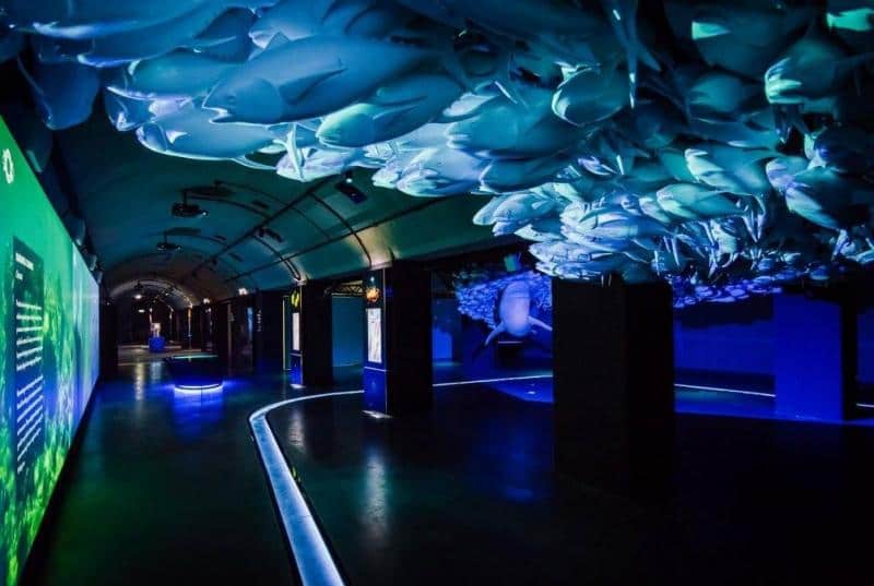 oryg_064490685_1129949550544944_1465385417682452480_o Podwodny tunel w akwarium z niebieskim oświetleniem i rybami na suficie.