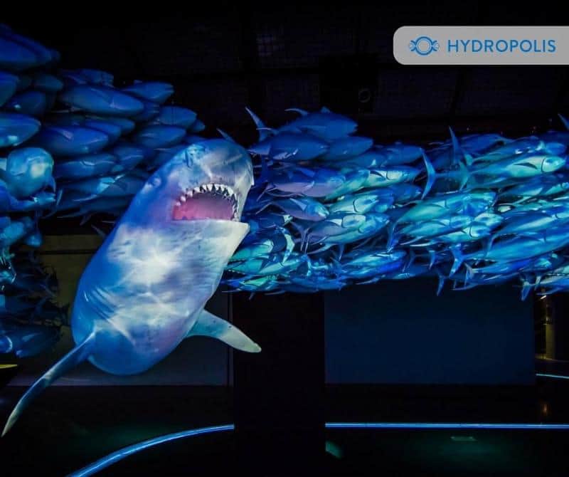 Ławica tuńczyków 4 Rekin płynący w ławicy ryb w interaktywnym muzeum Hydropolis.